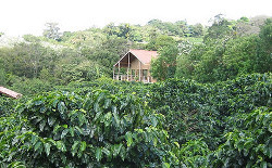 Coffee plantation. Photo by Gillian