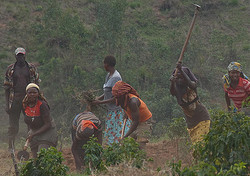 Planting coffee